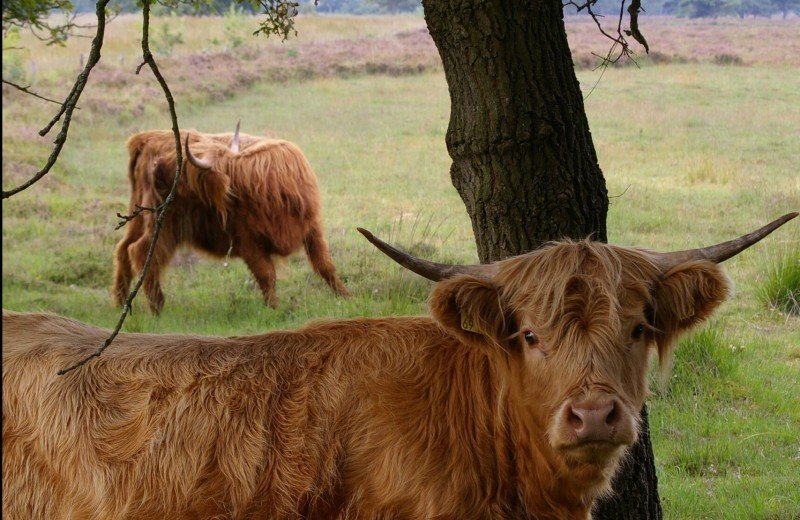 Nationaal park Het Drents-Friese Wold