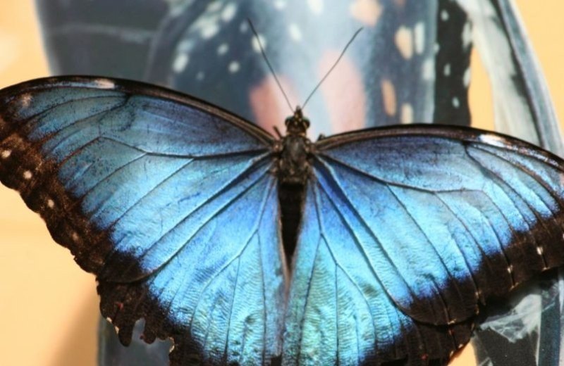 Vlinderparadijs Papiliorama